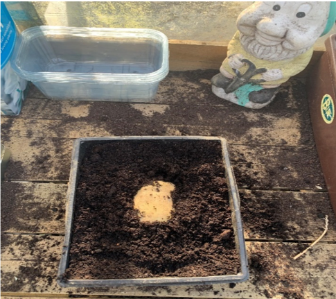 start potato in a seed tray