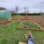 raised beds at plot c3b