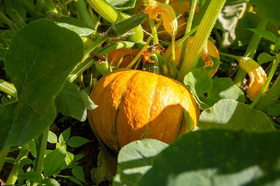 Pumpkin